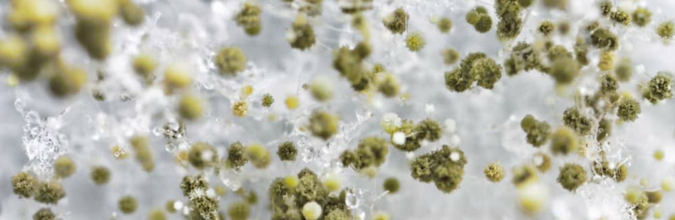 mold9